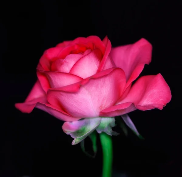ดอกก หลาบในสวน ปดอกก หลาบส ชมพ สวยงามในสวน — ภาพถ่ายสต็อก