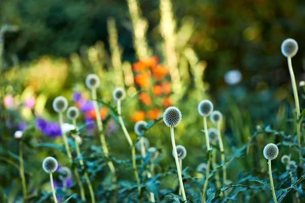 Beautiful Budding Flowers Garden Flowers Growing — Stockfoto