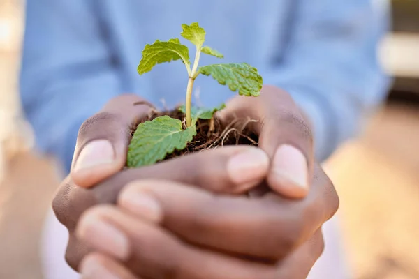 Mãos Pessoa Plantas Retenção Para Dia Terra Sustentabilidade Futura Mudança — Fotografia de Stock
