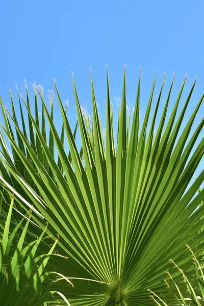 Stock image The Tree - token of a type. Tree - universal plant in all types and forms