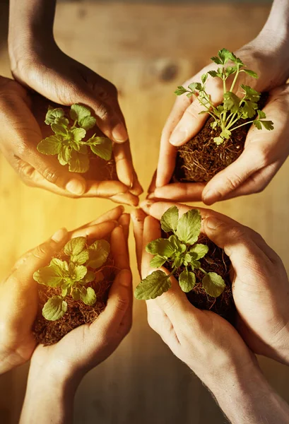 Cropped Shot Group People Holding Plants Growing Out Soil — Stock Photo, Image