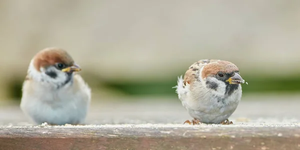 Serçe Serçeler Yoldan Geçen Küçük Bir Kuş Familyasıdır Passeridae Aynı — Stok fotoğraf