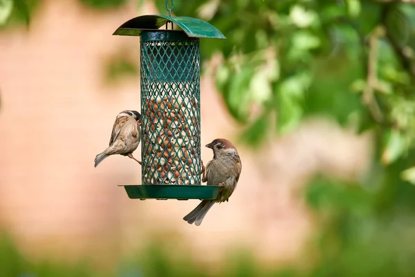 스패로우 Sparrows 바닷새류 Passeridae 일종이다 이들은 구세계 참새로 도알려져 있는데 — 스톡 사진