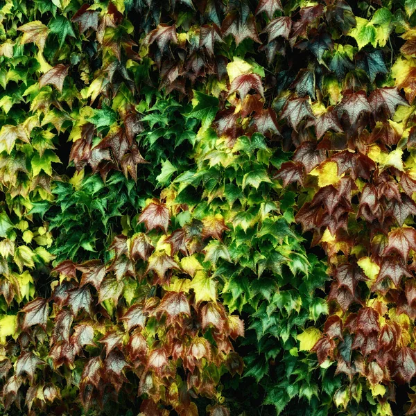 秋の美しさ 秋の紅葉の森と風景 — ストック写真