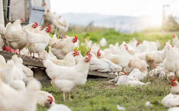 Chicken, farm and animals for agriculture production, nature or food ecology on field. Poultry farming, birds and group of livestock, countryside and ecosystem sustainability in outdoor environment.