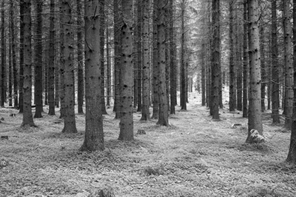 Die Schönheit Des Herbstes Wald Und Landschaft Den Farben Des — Stockfoto