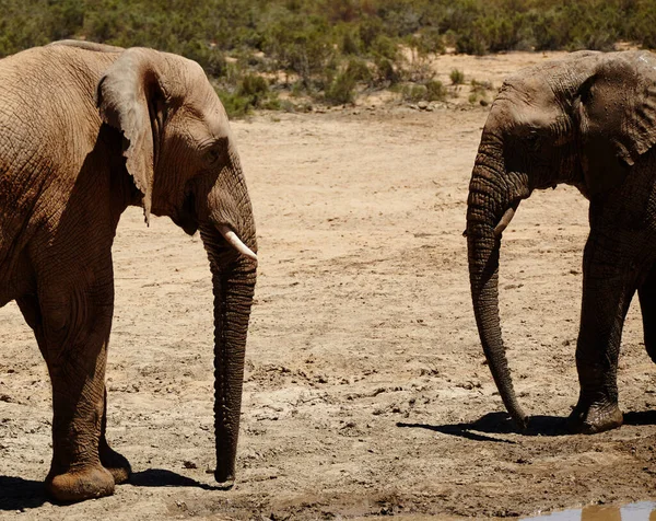 물웅덩이에서 만나는 아프리카 평원의 코끼리들 — 스톡 사진