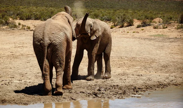 물웅덩이 에서요 아프리카 평원의 코끼리들 — 스톡 사진