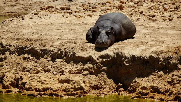 Łapię Opaleniznę Przy Basenie Hipopotama Leżącego Pobliżu Wodopoju Równinach Afryki — Zdjęcie stockowe