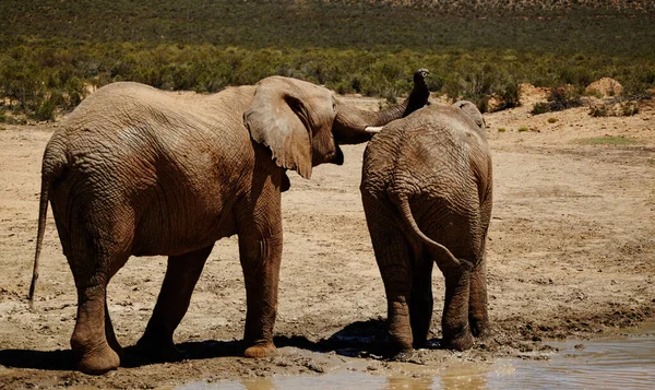 Roaming Savannah Elefantes Las Llanuras África — Foto de Stock