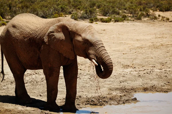 동물중에서 동물입니다 아프리카 평원에 코끼리 — 스톡 사진