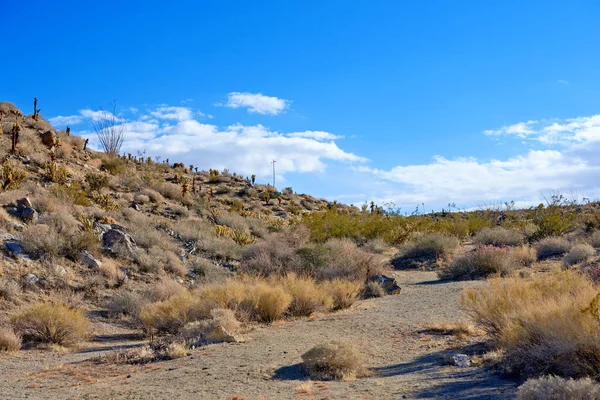 Каліфорнійська Пустеля Анза Боррего Anza Borrego Desert State Park Southern — стокове фото