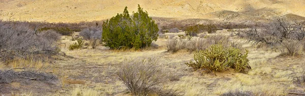 캘리포니아 Anza Borrego Anza Borrego Desert State Park Southern California — 스톡 사진