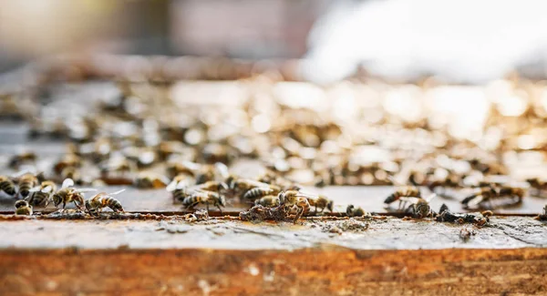 Ферма Мед Сельское Хозяйство Пчеловодческой Колонией Открытом Воздухе Сельской Местности — стоковое фото