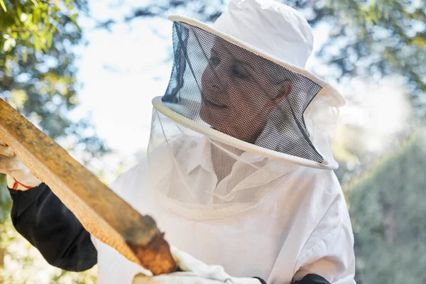 養蜂家 持続可能な食品や自然農業からの養蜂 フレームとハニカム検査 田舎の農業のための蜂蜜生産の過程における自然 持続可能性 労働者 — ストック写真