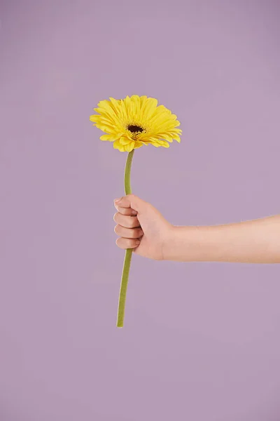From me to you. A little girls hand presenting a flower while isolated
