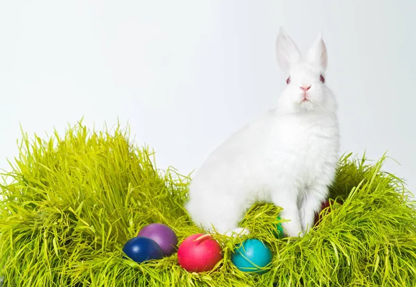 Veselé Velikonoce Studio Záběr Roztomilého Králíka Trávě Sortimentem Pestrobarevných Vajec — Stock fotografie