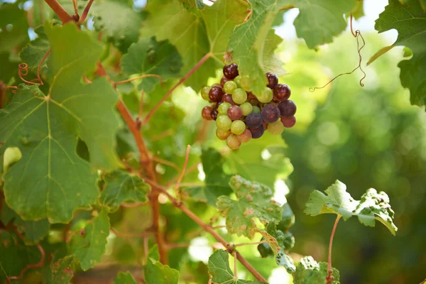 Gotowy Wyboru Zbliżenie Grona Winogron Wiszących Drzewie Winnicy — Zdjęcie stockowe