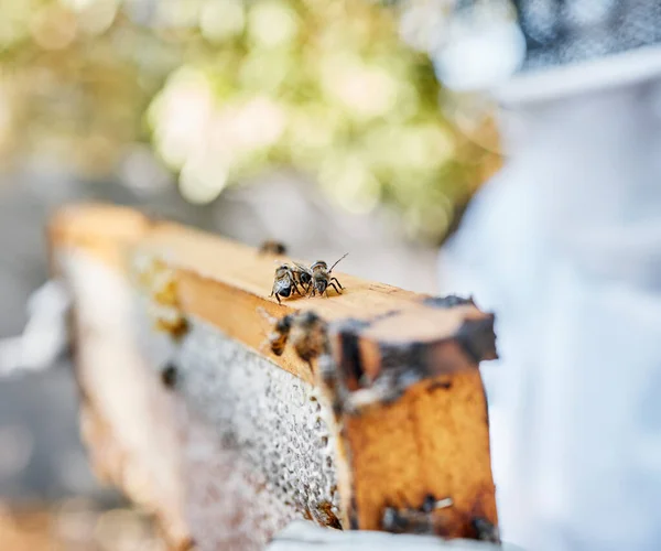 夏に田舎で屋外の養殖 蜂蜜生産のためのフレーム 蜂や蜂 昆虫の巣 ハニカム 養蜂家と蜜蝋ロサンゼルスの農場でぼやけた背景 — ストック写真