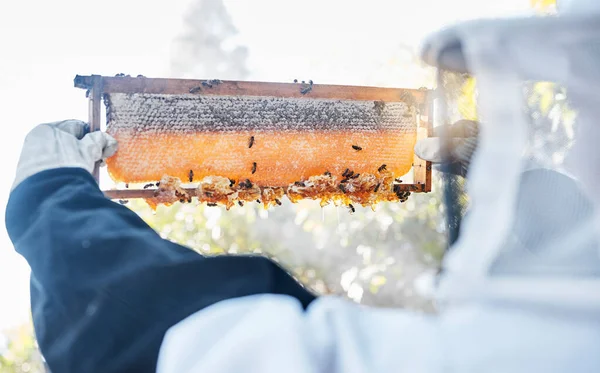 環境に優しい ハニカム産業と田舎で働く農家のための農場での蜂 養蜂家と蜂蜜の栄養 生物有機ワックスと自然持続可能性農業または収穫プロセス — ストック写真