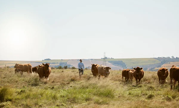 stock image Farm, cow and countryside field for agriculture industry, cattle farming and sustainable environment. Cows, livestock and animals ecology for eco friendly land growth, beef meat or milk production.