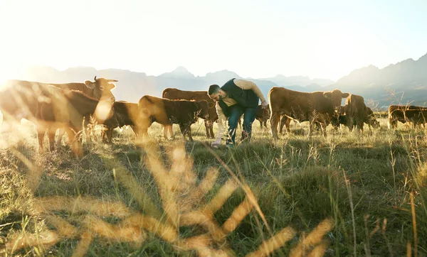 농장에서 가축을 기르는 사람들은 쇠고기 고기를 위하여 나선다 가능성 농사일 — 스톡 사진
