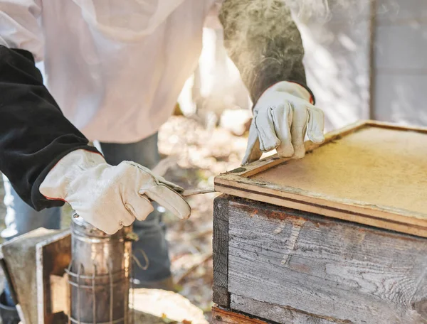 蜂蜜農場 健康的な食品製造または持続可能性環境の女性 手または養蜂家のチェックボックス 甘い成分 天然シロップ又はワックスの収穫のための労働者 農家又は昆虫農業 — ストック写真