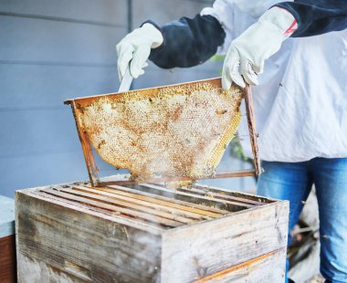 Organik çiftçilik yaparken bir çiftlik kadınıyla el, çerçeve ve arıcılık. Arı yetiştiricisi ya da doğal çiftçi olarak çalışan bir kadınla kırsal alan, tarım ve sürdürülebilirlik.