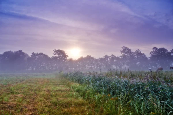 Рассвет Над Лугом Ранним Утром Живописном Лугу — стоковое фото