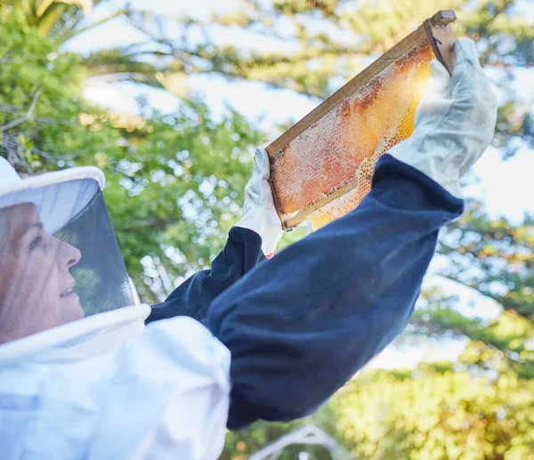 ミツバチ農場 蜂蜜のフレームと女性が屋外でハニカムをチェックします スタートアップと女性の中小企業の所有者は 収穫時間の検査のために蜂の巣を保持安全スーツの農家や従業員 — ストック写真