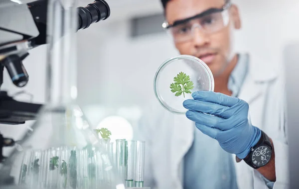 Ręka Nauka Roślina Próbki Lekarzem Pracującym Laboratorium Badań Medycznych Innowacji — Zdjęcie stockowe