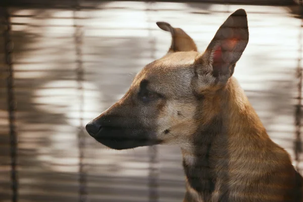 Evlat Edinme Üzüntü Köpek Barınakta Bir Kafeste Barınakta Bir Evsiz — Stok fotoğraf