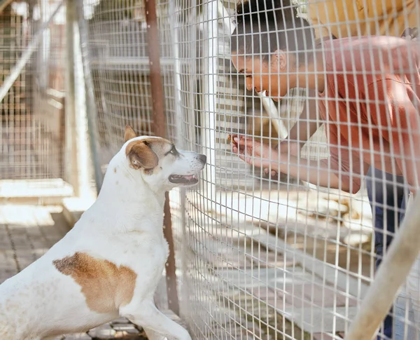 Evlat Edinme Hayvan Bakımı Köpek Sahibi Zenci Bir Kadın Köpek — Stok fotoğraf