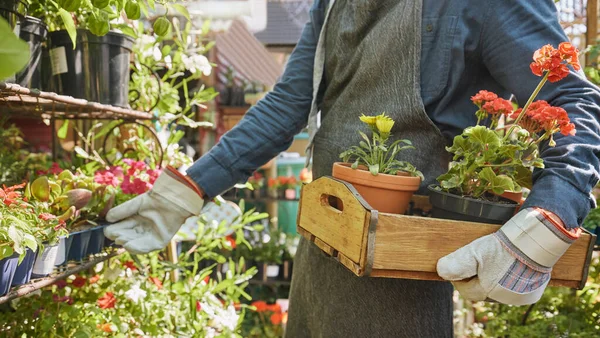 Hands, crate and flowers with a gardener working in a nursery as a florist in a small business startup. Spring, nature and growth with a plants employee at work in agriculture or sustainability.