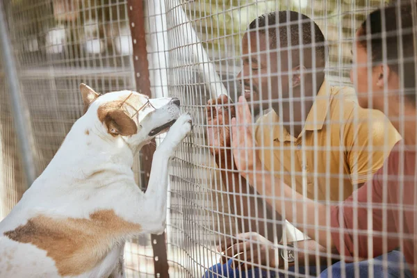Çit Köpek Barınakta Empati Kuran Bir Çift Hayvanları Kurtarmaya Yardım — Stok fotoğraf