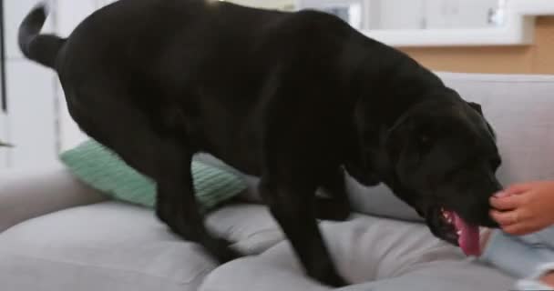 Kadın Köpek Evcil Hayvanlarla Oturma Odasında Birlikte Kanepede Oynamak Eğlence — Stok video