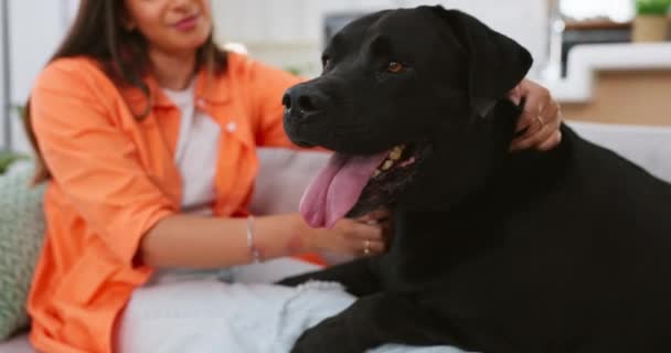 Mujer Perro Amor Sofá Sala Estar Hogar Para Cuidado Tacto — Vídeo de stock