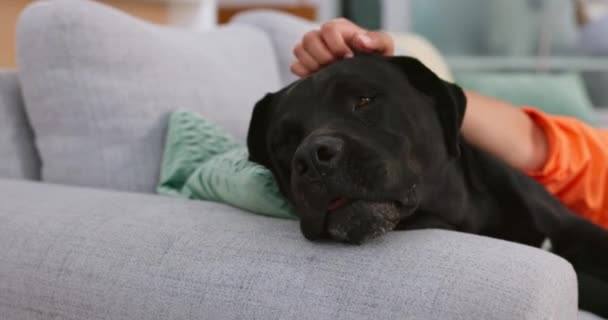 Hem Soffa Och Kvinna Sällskapsdjur Hund För Kärlek Stöd Och — Stockvideo