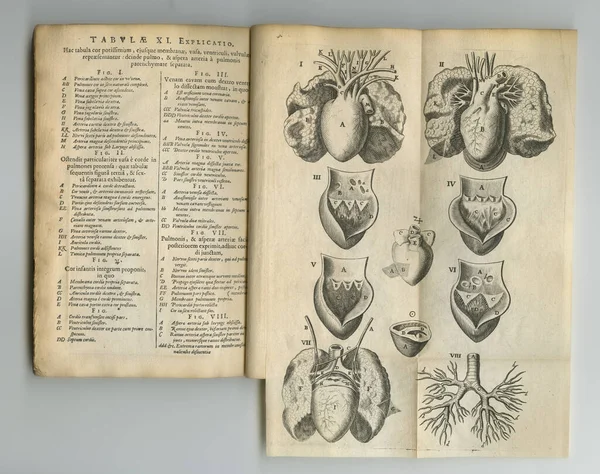 Vintage Medische Tekst Een Oud Anatomieboek Met Tentoongestelde Pagina — Stockfoto