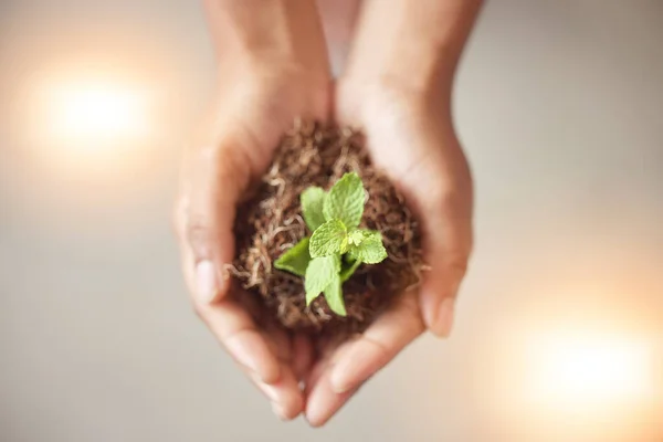 Meio Ambiente Dia Terra Mãos Com Planta Para Sustentabilidade Agricultura — Fotografia de Stock