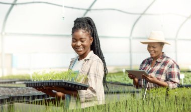 Smiling farmers working together in a greenhouse. farmers planning with a wireless online tablet. African american farmers walking through a garden. Young farmer carrying a tray of plants. clipart