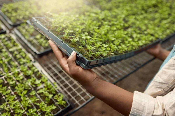 Hands of a farmer holding a tray of plants. Farmer checking their plants. Various seedlings growing in a garden. Greenhouse garden of growing agriculture. African american farmer holding plants.