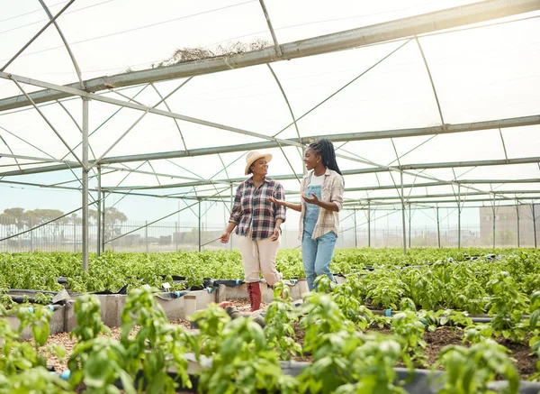 Two farming colleagues walking in a garden. Happy farmers talking, planning in a greenhouse. Two african american farmers walking in their plant nursery. Smiling farmers collaborating