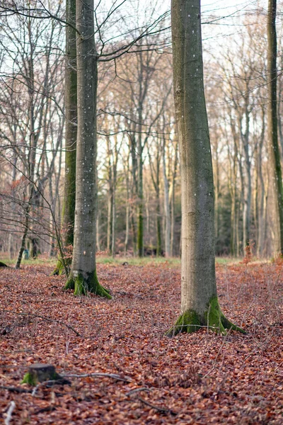 Mindenféle Fák Évszakok Különbségek Gyönyörű Világa Fák Erdők Minden Típusa — Stock Fotó