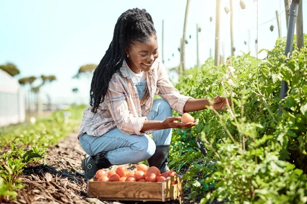 Happy farmer harvesting tomatoes. African american farmer looking at a tomato. Young farmer harvesting raw, ripe tomatoes. Farmer harvesting organic tomatoes. Woman working on a farm.