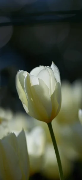 White Tulips Garden Beautiful White Tulips Garden Early Springtime — Stock Photo, Image