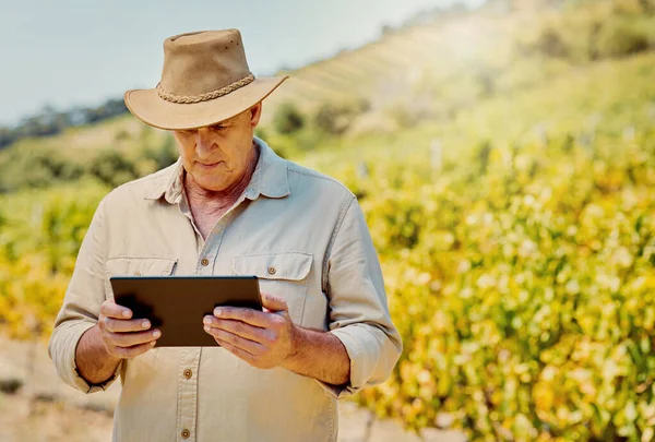 One senior caucasian farmer using a digital tablet on his vineyard. Serious elderly man standing alone and browsing while using technology on wine farm in summer. Old farmer with crops and agricultur.
