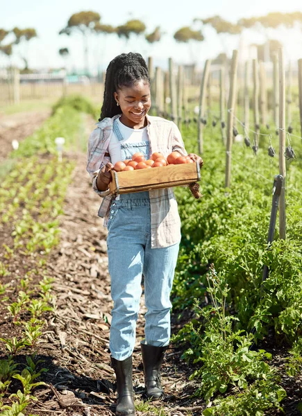 快乐的农民提着一箱新鲜的西红柿 农民收获有机西红柿 非洲裔美国农民走过花园 微笑着收割番茄作物的年轻农民 — 图库照片
