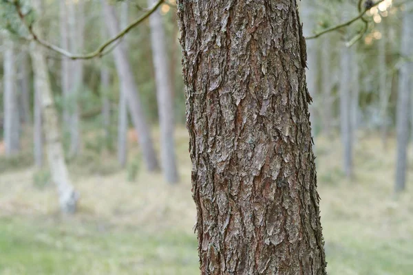 stock image Trees of all types and seasons. A beautiful world of differences. Trees and forests of all types and seasons