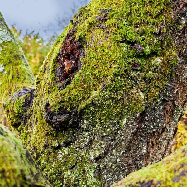 Дерева Всіх Типів Сезонів Чудовий Світ Відмінностей Дерева Ліси Всіх — стокове фото